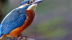 Birds kingfisher