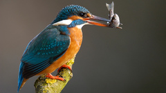Birds kingfisher