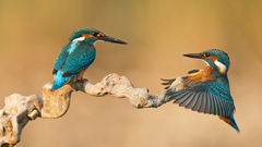 Birds kingfisher