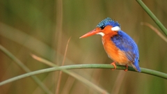 Birds kingfisher