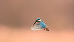 Birds kingfisher