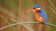 Birds kingfisher