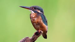 Birds kingfisher