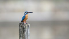 Birds kingfisher