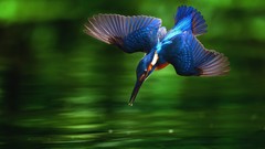 Birds kingfisher