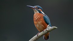 Birds kingfisher