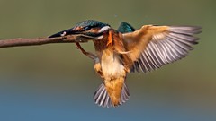 Birds kingfisher
