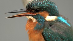 Birds kingfisher