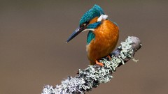 Birds kingfisher