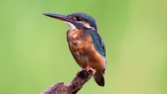 Birds kingfisher