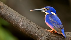 Birds kingfisher