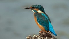 Birds kingfisher wildlife