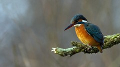 Birds kingfisher wildlife depth of field