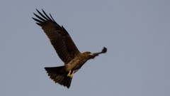 Birds kite Birds Of Prey