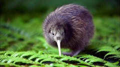 Birds Kiwi Bird