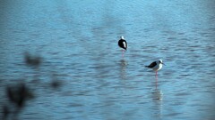 Birds Lake water nature Animals outdoors