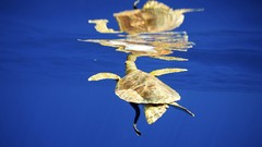 Birds lakes reflections