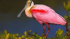 Birds leaves Animals