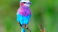Birds Lilac-breasted Roller