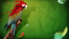 Birds liquid Parrots feathers