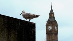Birds London England Big Ben United Kingdom