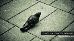 Birds London Pigeons pavement Quotes