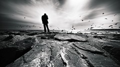 Birds lonely rocks monochrome Beaches
