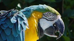 Birds macaw