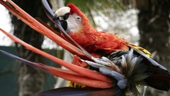Birds macaw