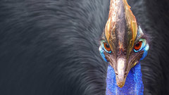 Birds macro cassowary