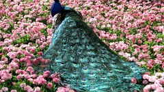 Birds meadows feathers pink flowers Peacocks