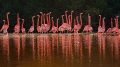 Birds Mexico national geographic flamingos