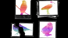 Birds Michael Plaster