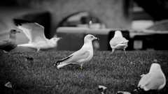 Birds monochrome