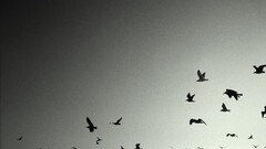 Birds monochrome Animals flying