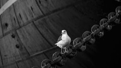 Birds monochrome chains seagulls