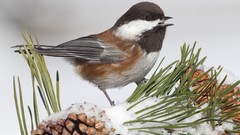 Birds Montana chestnut chickadee