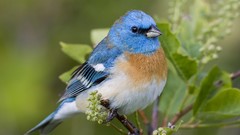 Birds Montana Lazuli Bunting