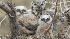 Birds Montana Owls