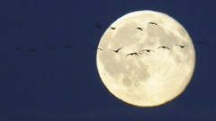 Birds moonlight