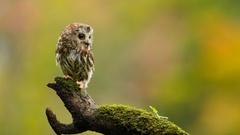 Birds moss Owls