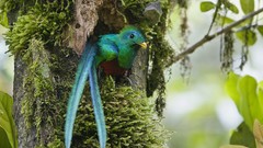 Birds moss quetzal