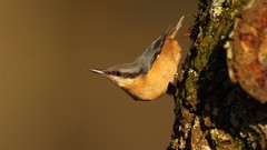 Birds moss tree trunks Nuthatch