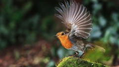 Birds moss wings robins