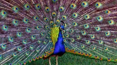 Birds multicolor Peacocks