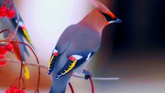 Birds multicolor waxwing