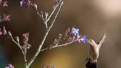 Birds national geographic