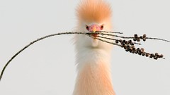 Birds national geographic