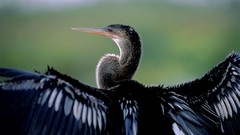 Birds national geographic