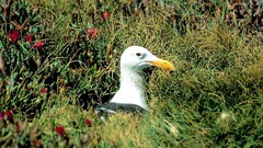 Birds national geographic